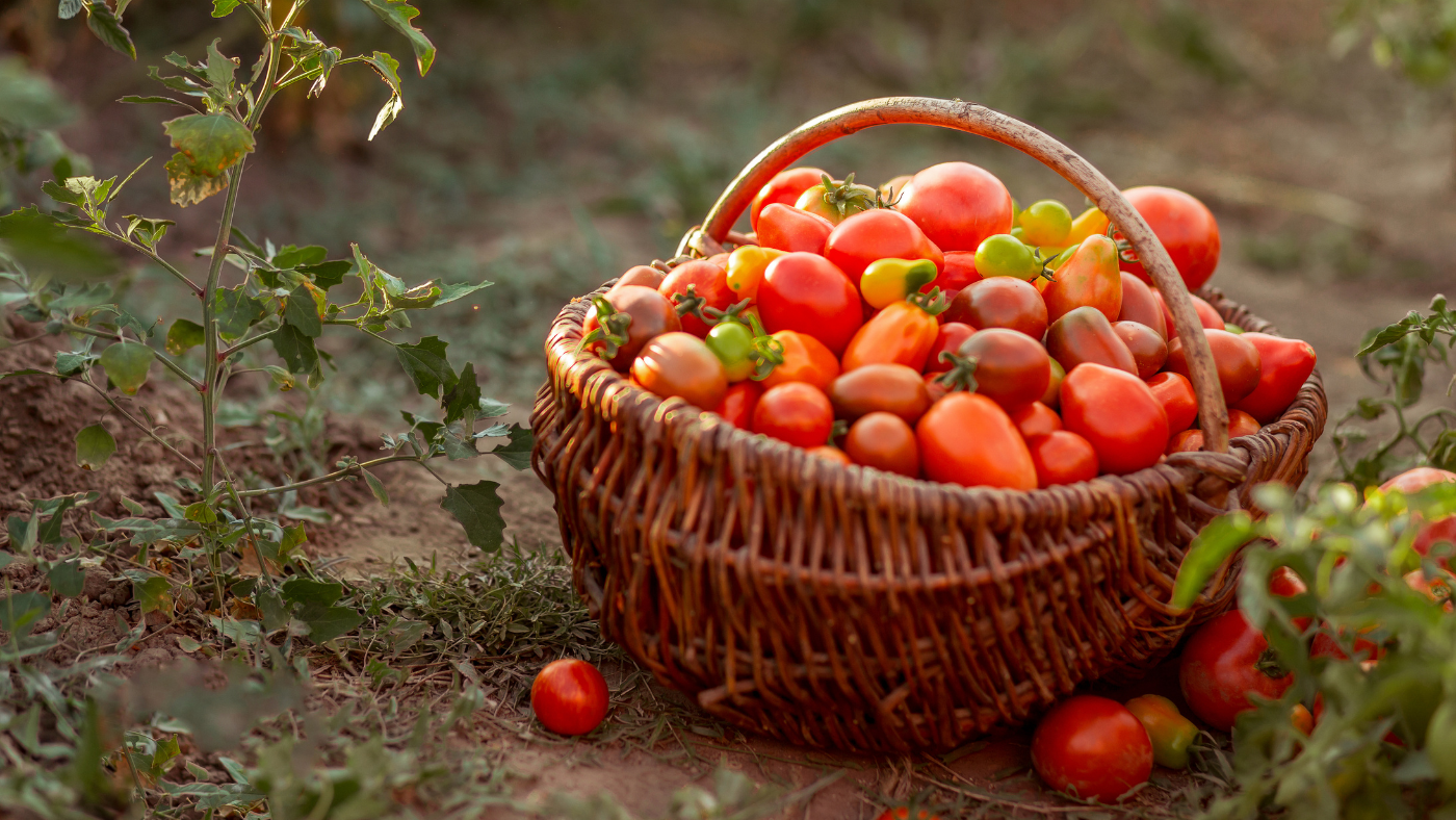 Virágzik a paprika és a paradicsom? Nincs minden veszve!