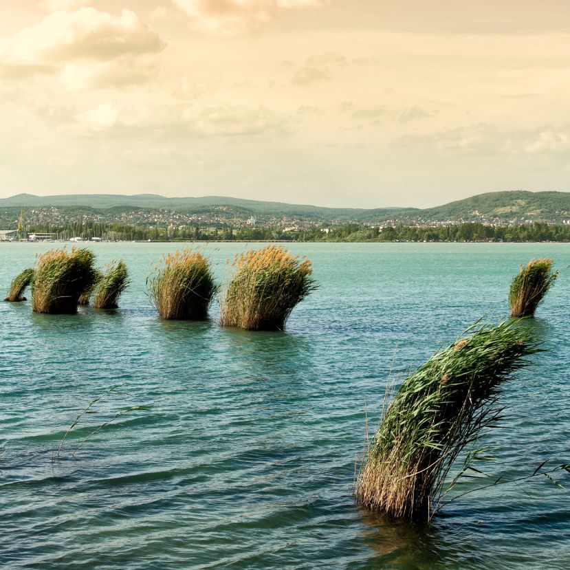 Tízezer menyhalat telepítettek a Balatonba