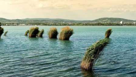 Tízezer menyhalat telepítettek a Balatonba