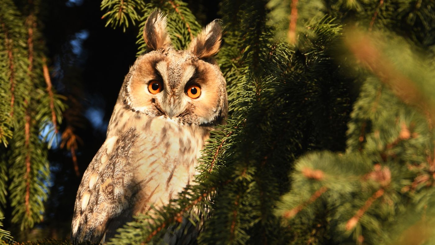 Segítsük a baglyok költését!