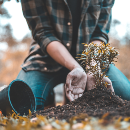 Ültess ősszel! – 20 növény, amely kifejezetten szereti a hűvös időt