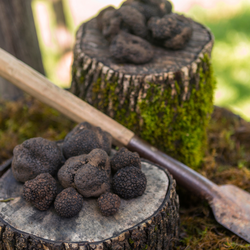 Hogyan találhatsz szarvasgombát az erdőben?