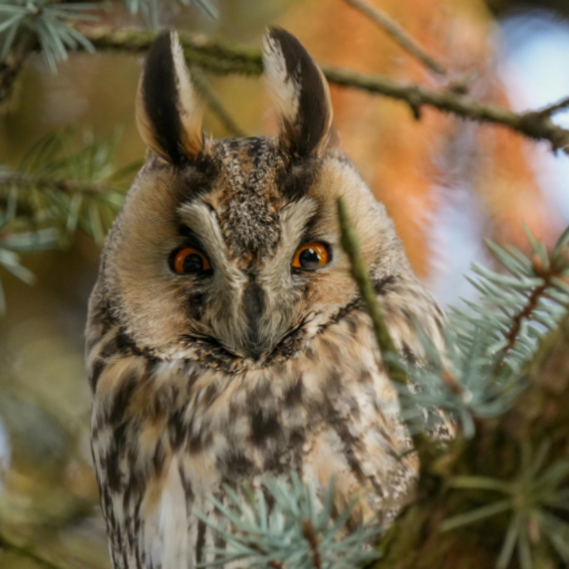 Láttál idén füleskuvikot?
