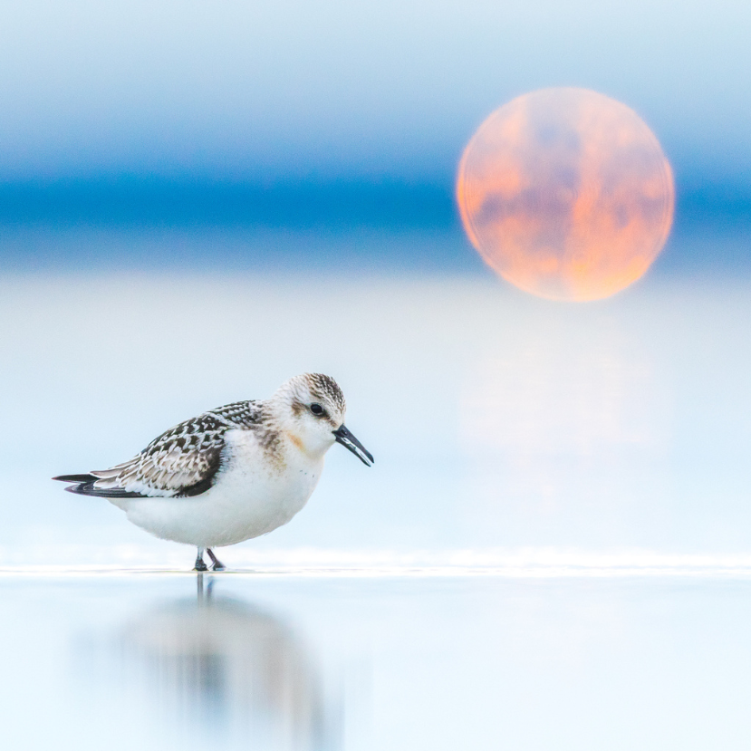 A Planet Lens filmfesztivál alkotásai arra ösztönöznek, hogy a jót akarjuk