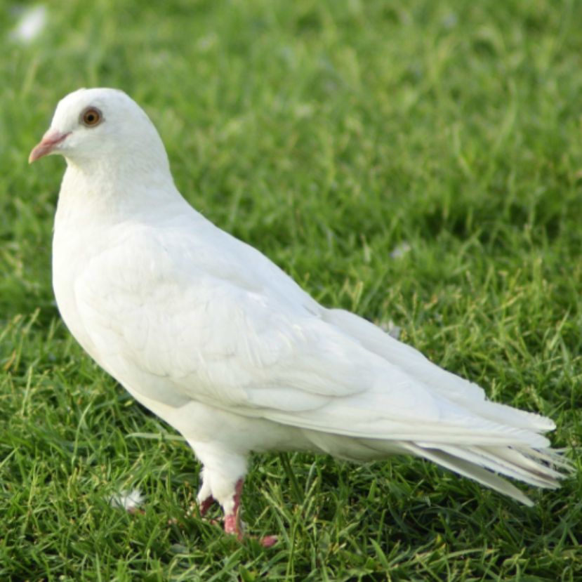 Debrecenben különleges díszmadarat tenyésztettek