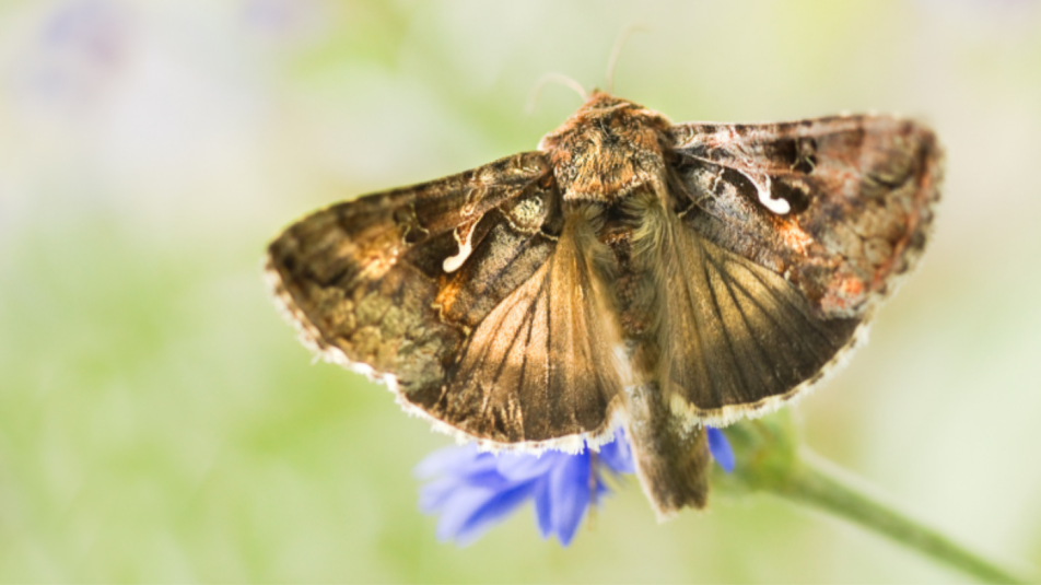 gammabagolylepkenagy