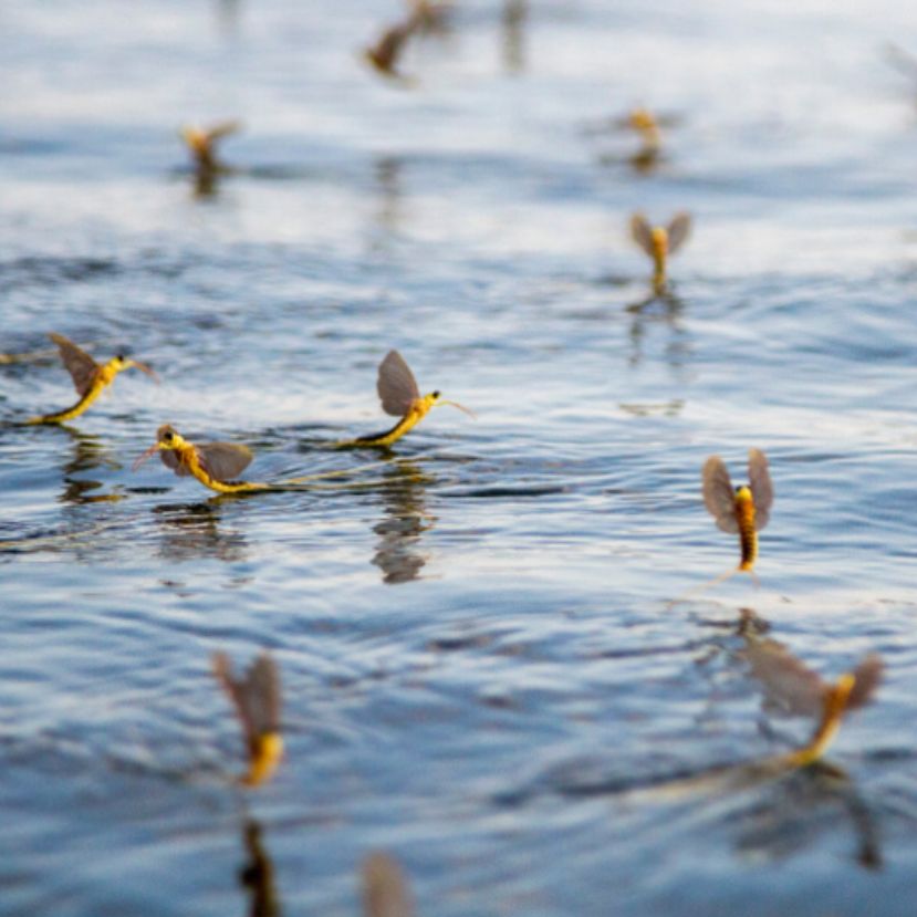 Megkezdődött a tiszavirágok légies násztánca