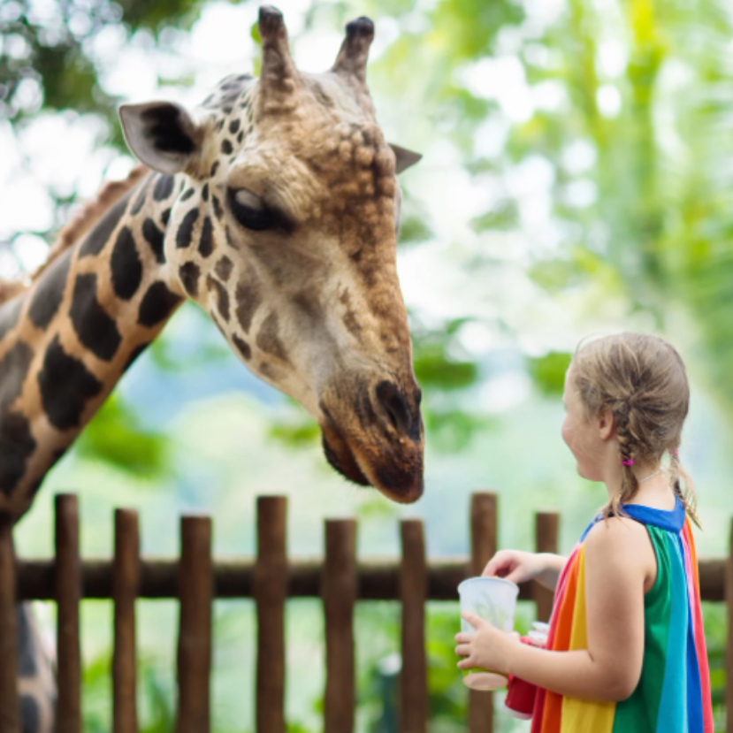 Több ezren vettek részt a budapesti állatkert oktatási programjain
