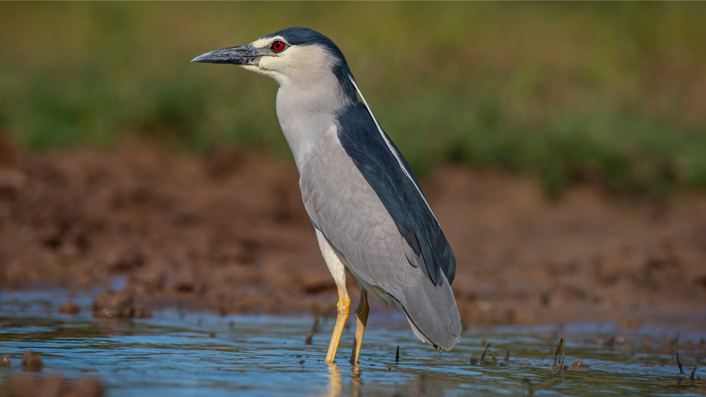 A szárazság miatt van, ahol már nem halakra vadásznak a bakcsók