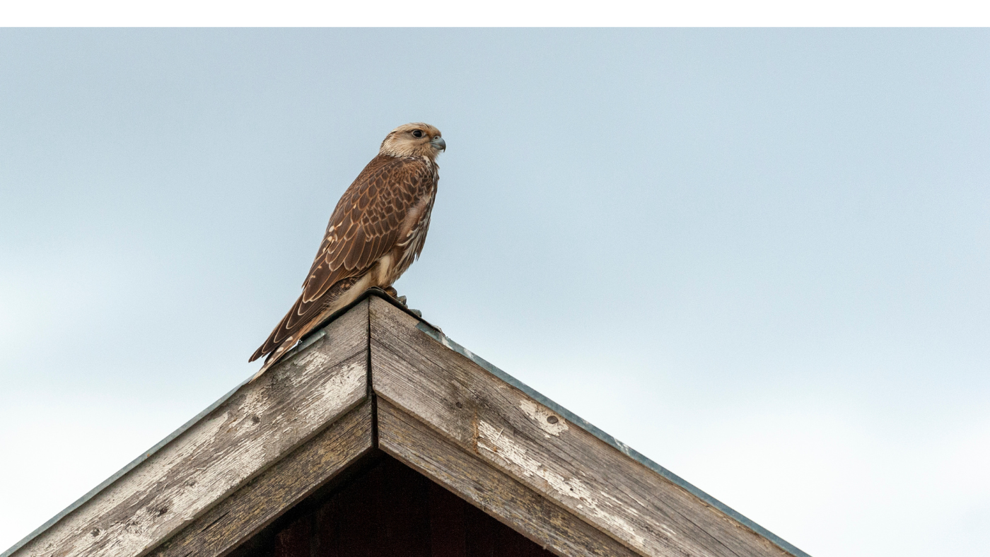 Söréttel lőttek meg egy egymillió forint értékű, fokozottan védett madarat