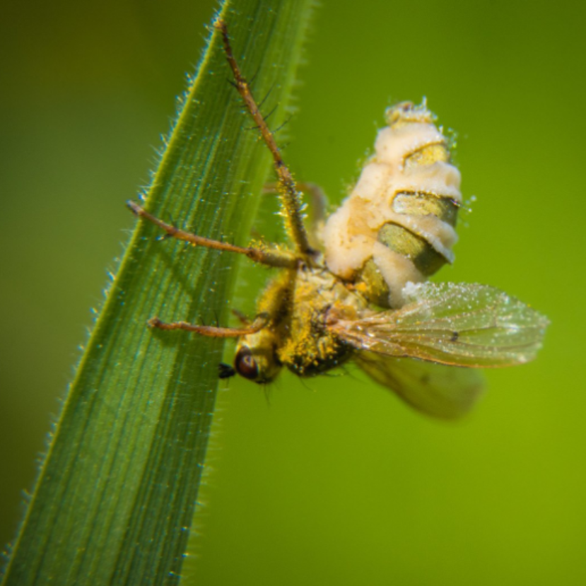 Kiderült a légyölő gomba titkos módszere!