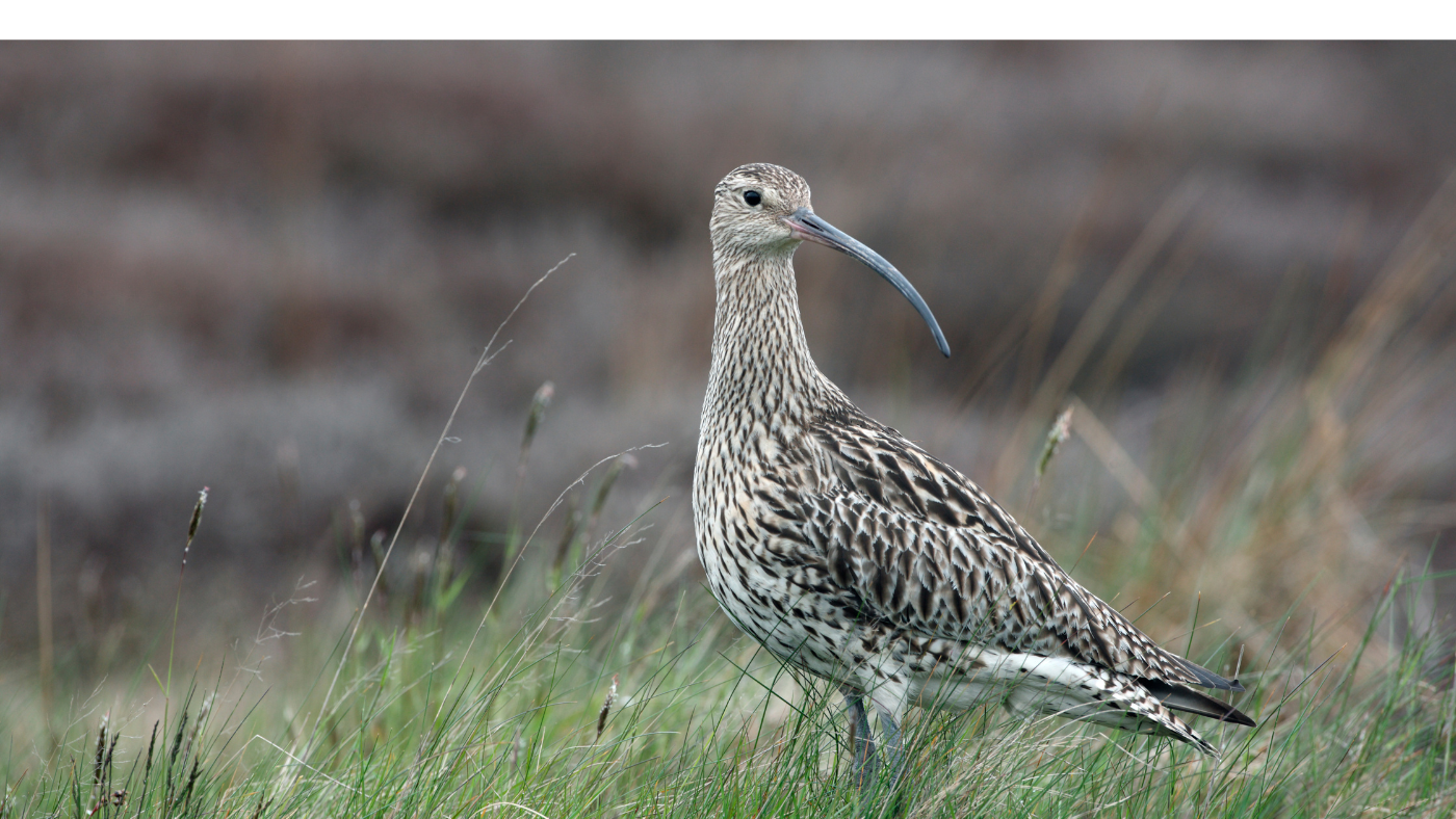 Szélkiáltók szedegetik a sáskákat a kardoskúti gyepeken