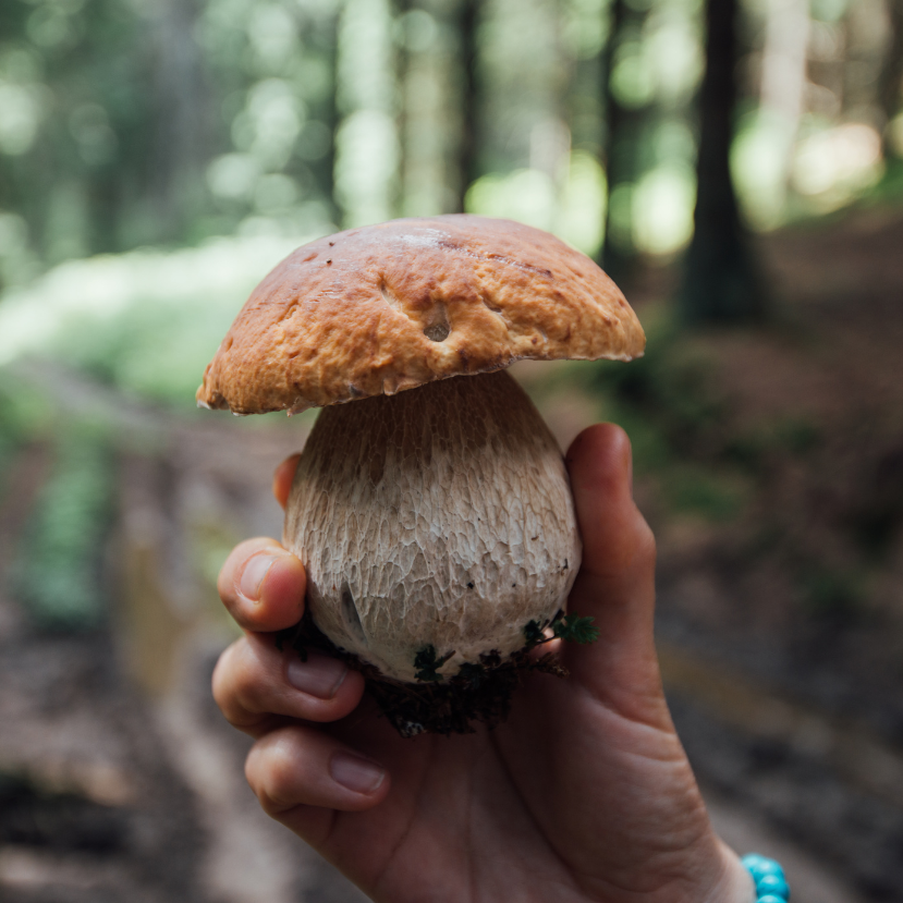 Élen járunk a gombatermesztésben