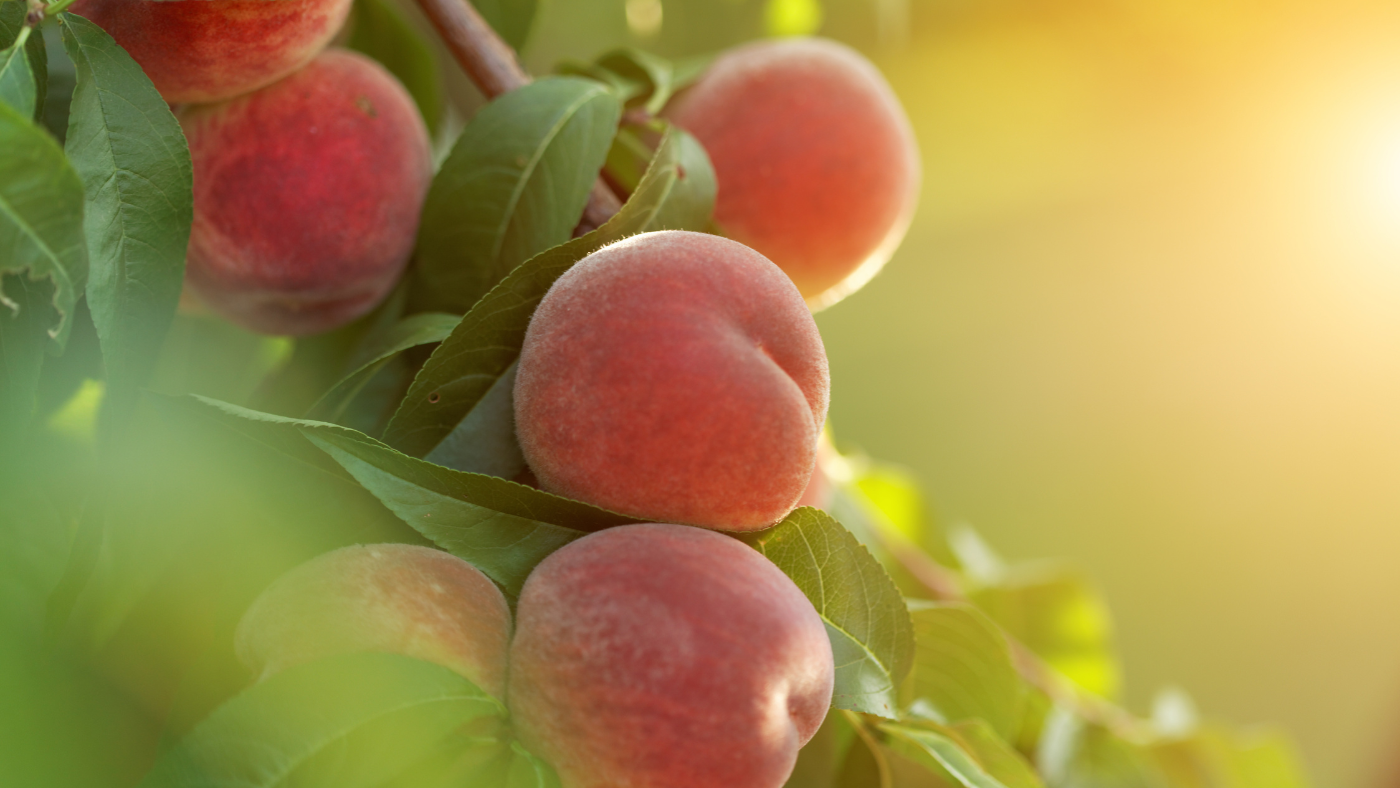 Meddig ehetünk még magyar őszibarackot?