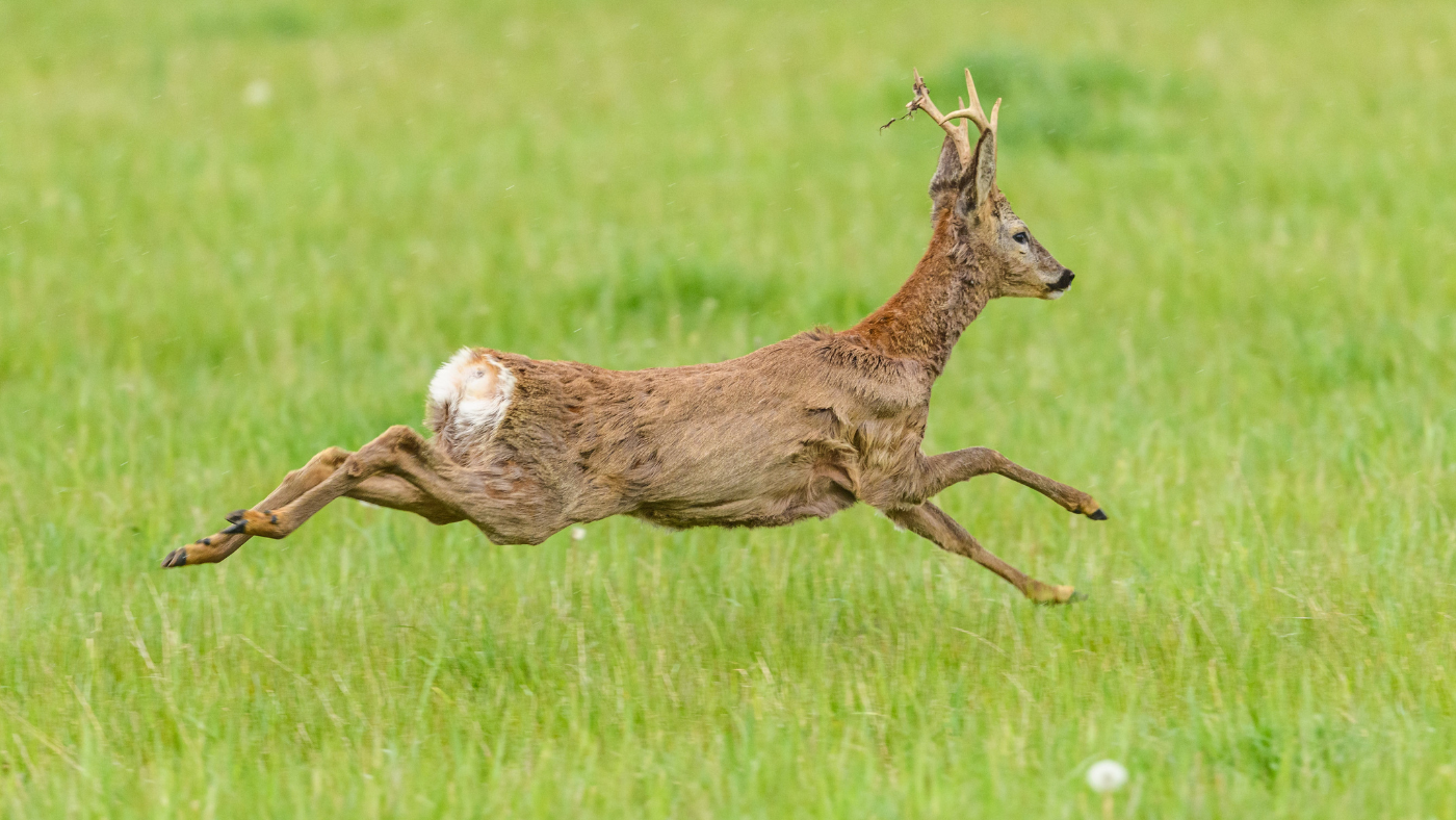 Júliusban sok a vadbaleset – Mit tehetsz, hogy elkerüld?