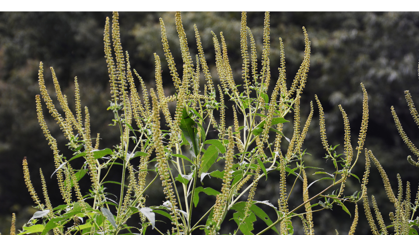 Hamarosan kezdődik a parlagfűszezon: készülj fel!