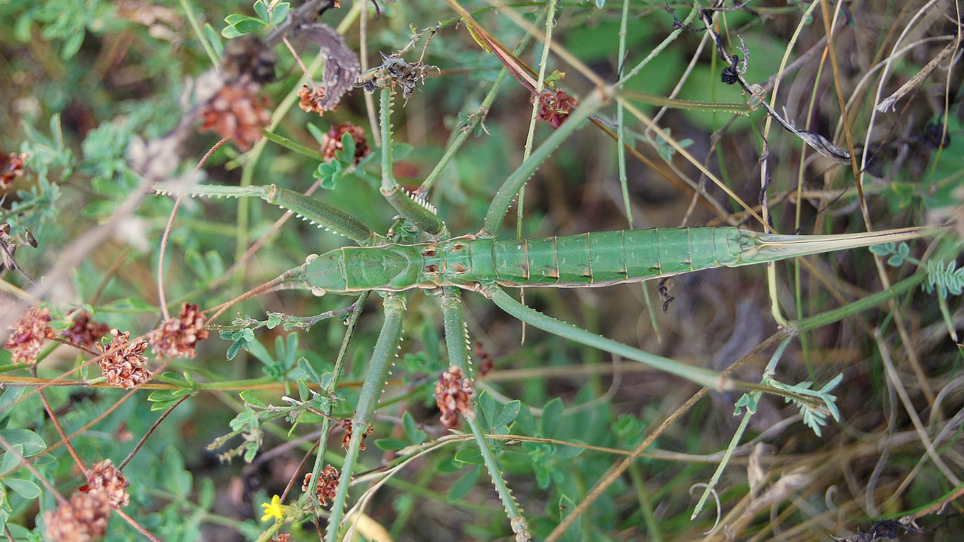 Különleges lakó teszi tanácstalanná a szakembereket Bugacon