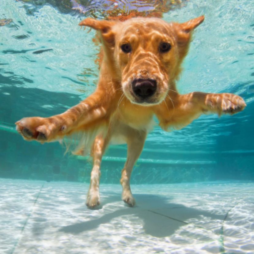 Hidroterápia kutyáknak