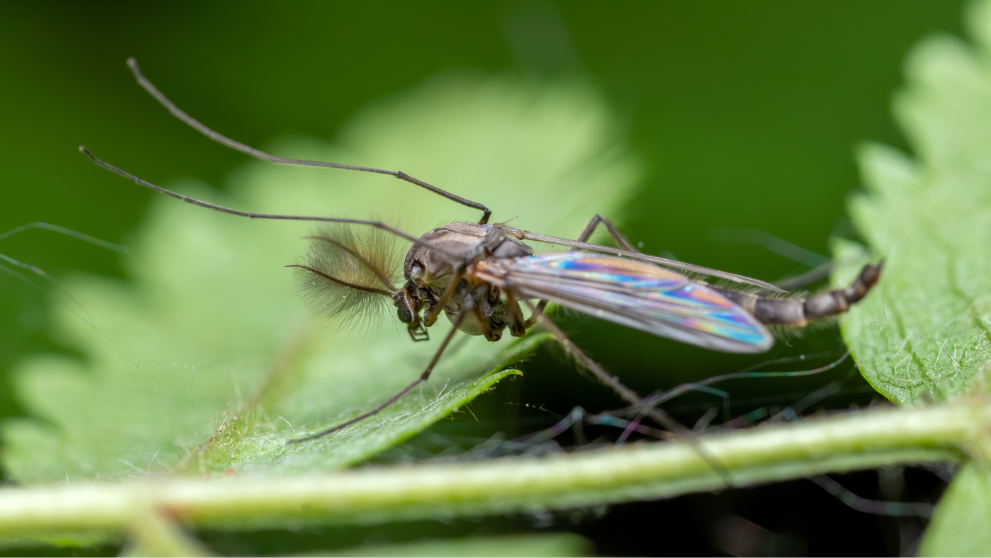 Medúzák vannak a Balatonban?