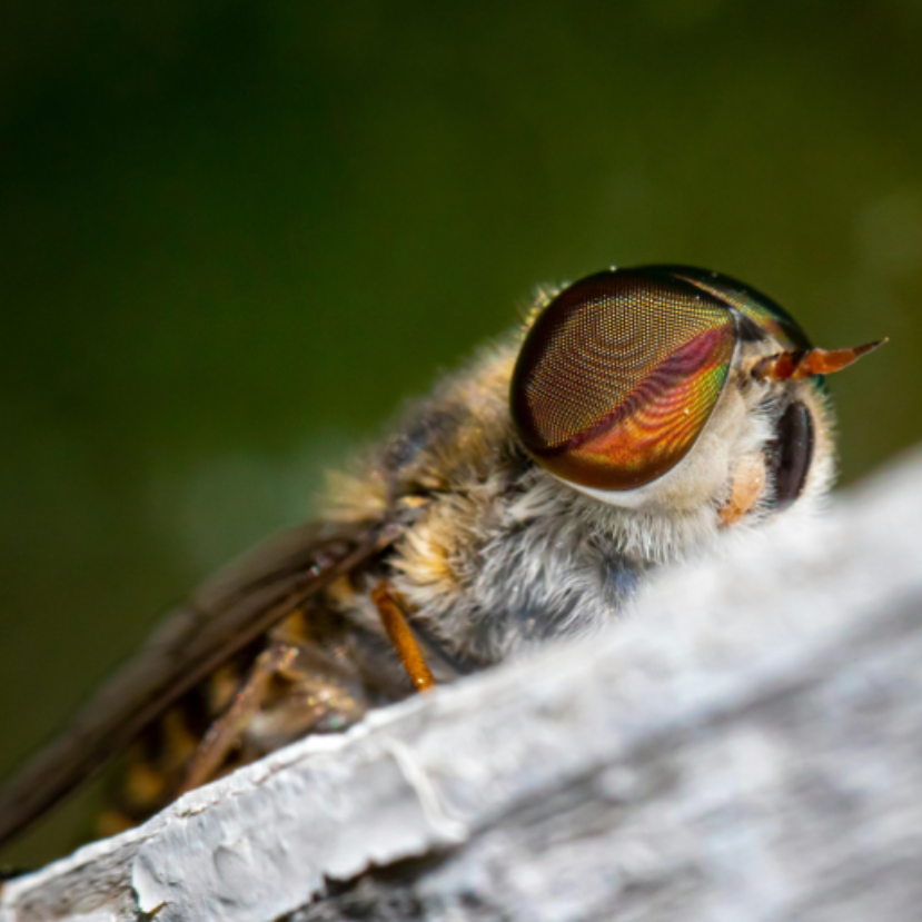 Vigyázzunk a bögöllyel!