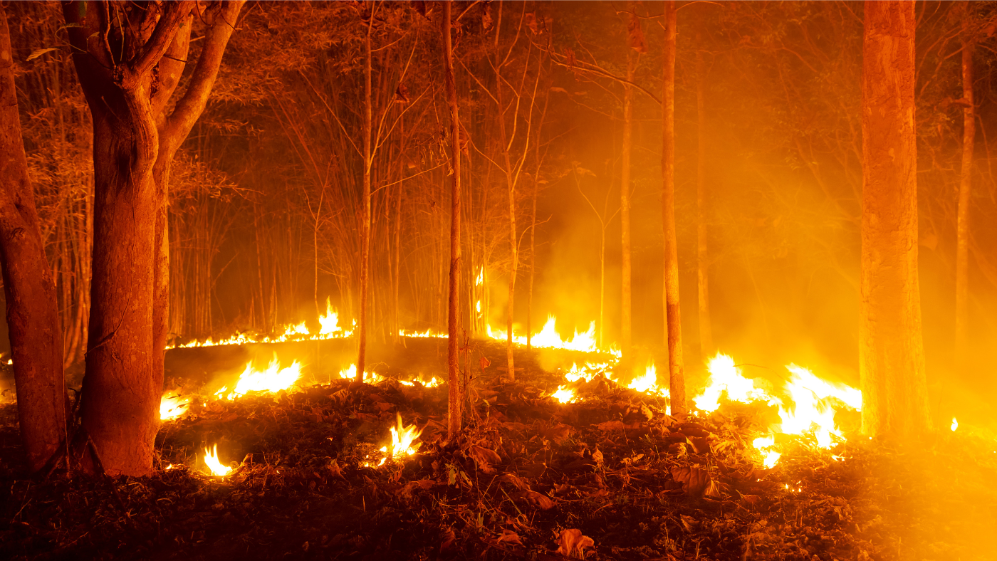 Tartanunk kell a súlyos erdőtüzektől Magyarországon? – Podcast