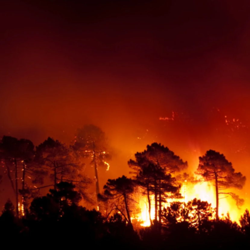 Jelentősen hűtik a klímát az erdőtüzek
