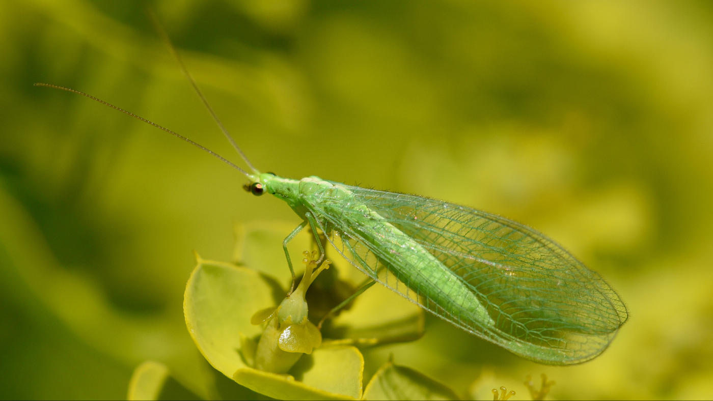 Augusztus hónap rovara: a rendkívül hasznos fátyolka