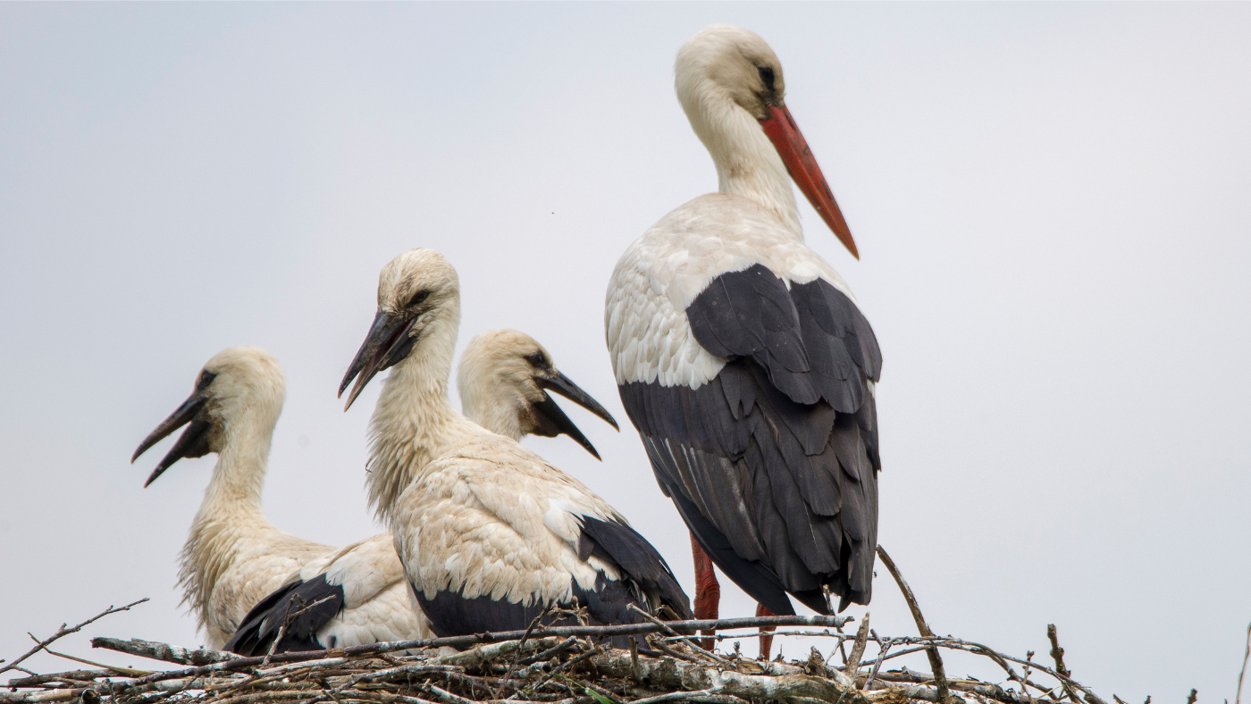 Rekordszámú gólyafiókát gyűrűztek meg idén
