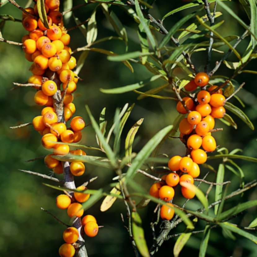 Így szüretelhetsz prémium homoktövist 