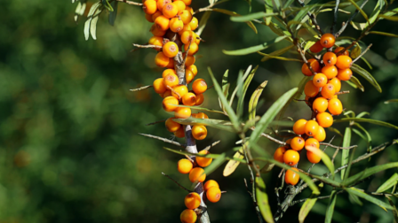 Így szüretelhetsz prémium homoktövist 