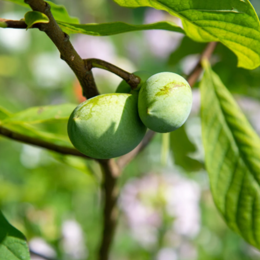 Az indián banán lehet a magyar kertek új sztárja?