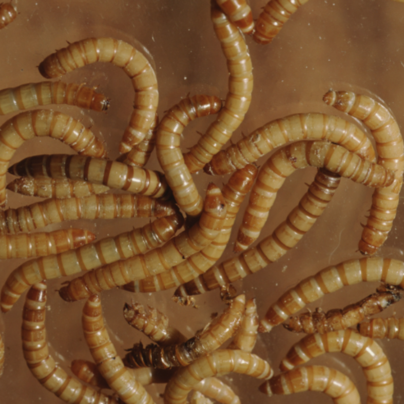 Lisztkukacok falhatják fel a felesleges műanyagot