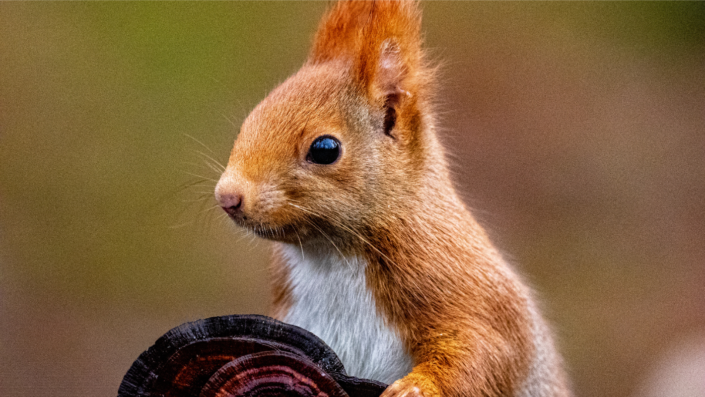 Történelmet írt Lily, a Budakeszi Vadaspark mókusa