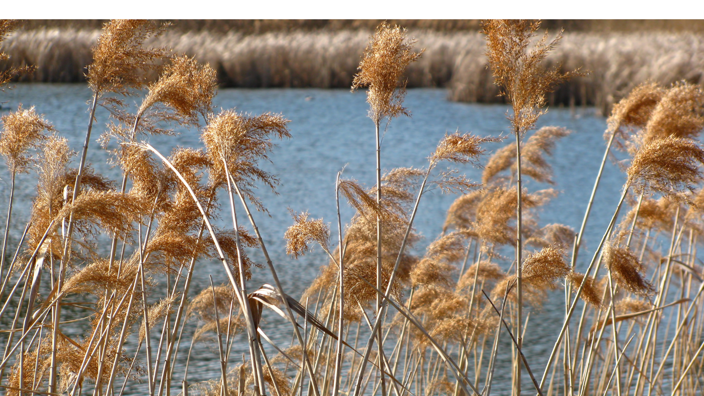 Csúcsra jár a természetkárosítás – Lepermetezték, majd kiirtották a nádast Szigetszentmiklóson