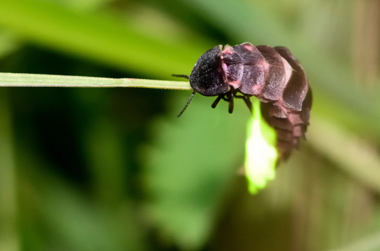 nagy szentjánosbogár