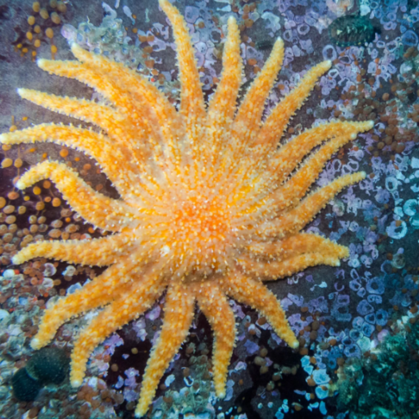 Végre megfejtették a rejtélyes betegség titkát