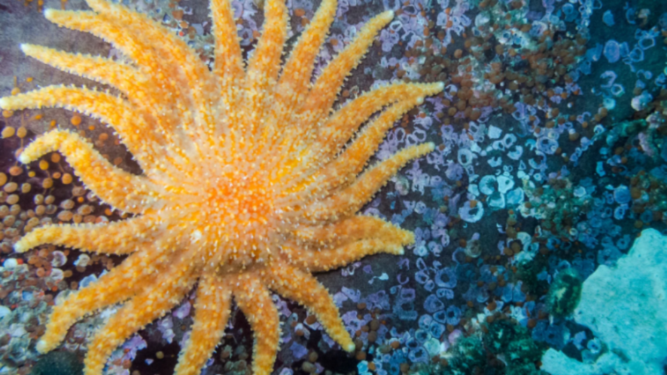 napraforgócsillagnagy