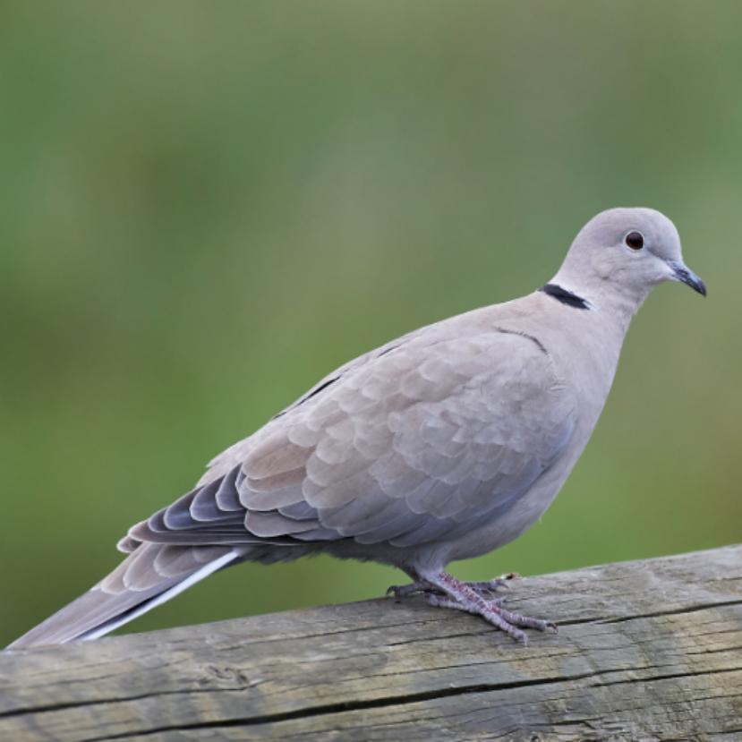 Jelenleg is zajlik méretes madárfajunk urbanizációja