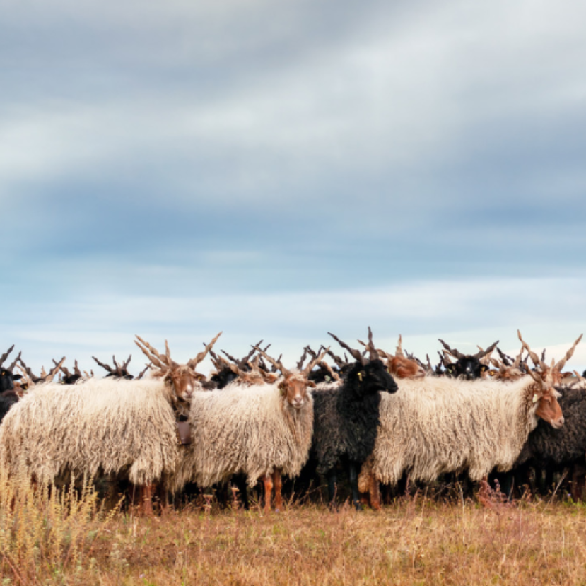 Szépen fejlődik a Körös-Maros Nemzeti Park környezete