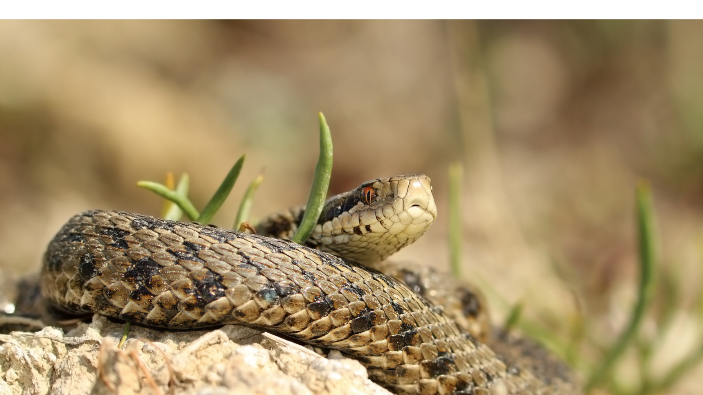 Erről ismerheted fel a ritka rákosi viperát!