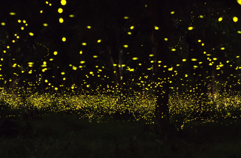 szentjánosbogár-rajzás