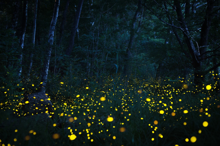 szentjánosbogár rajzás