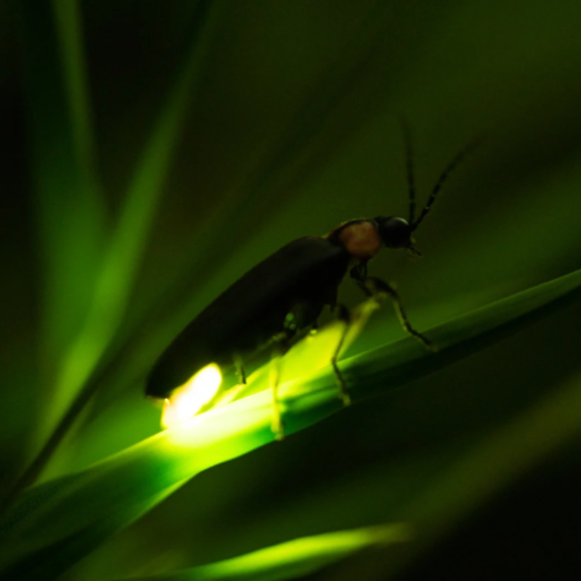 Szentjánosbogár – Nemcsak látványos, de hasznos is a kertben!