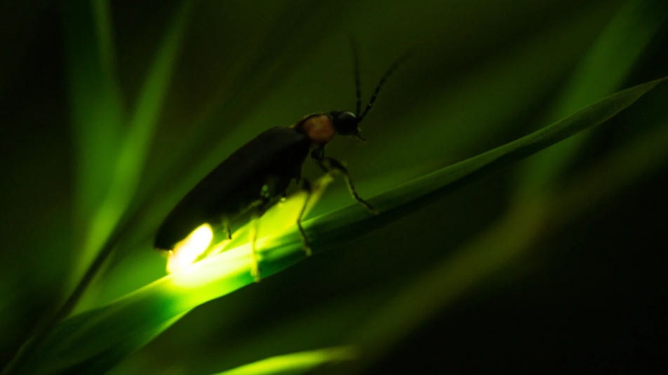 szentjánosbogárnagy