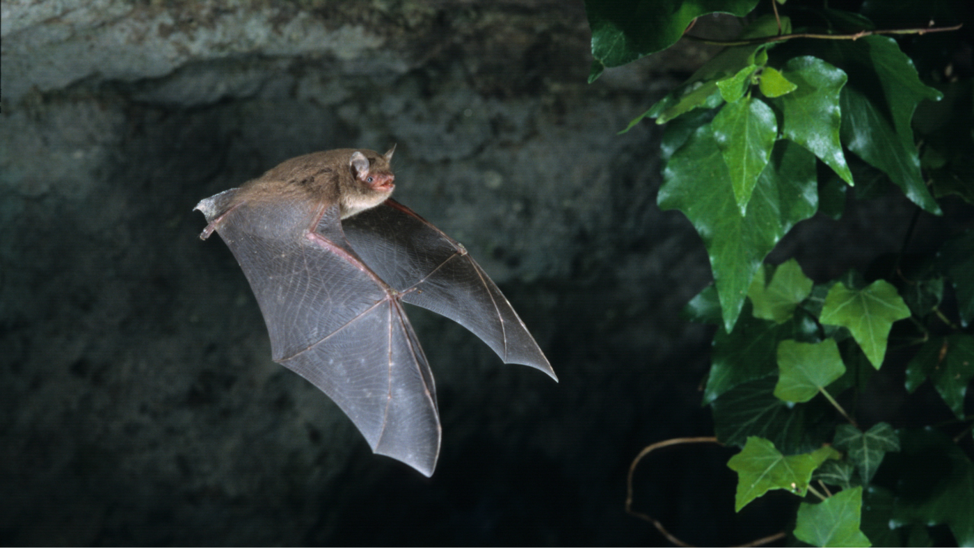 A denevérek és a madarak menthetik meg a szőlőültetvényeket