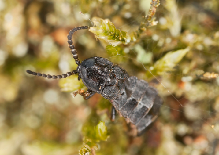 törpe szentjánosbogár