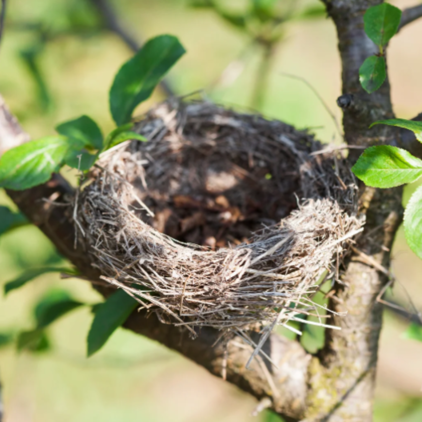 Miért nem látunk madarakat augusztusban?