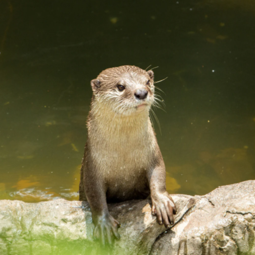 Ázsiai kiskarmú vidrák születtek a Nyíregyházi Állatparkban