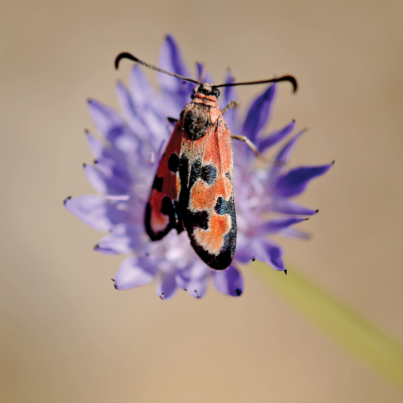 Tíz éve nem látott fajt találtak a Hortobágyon