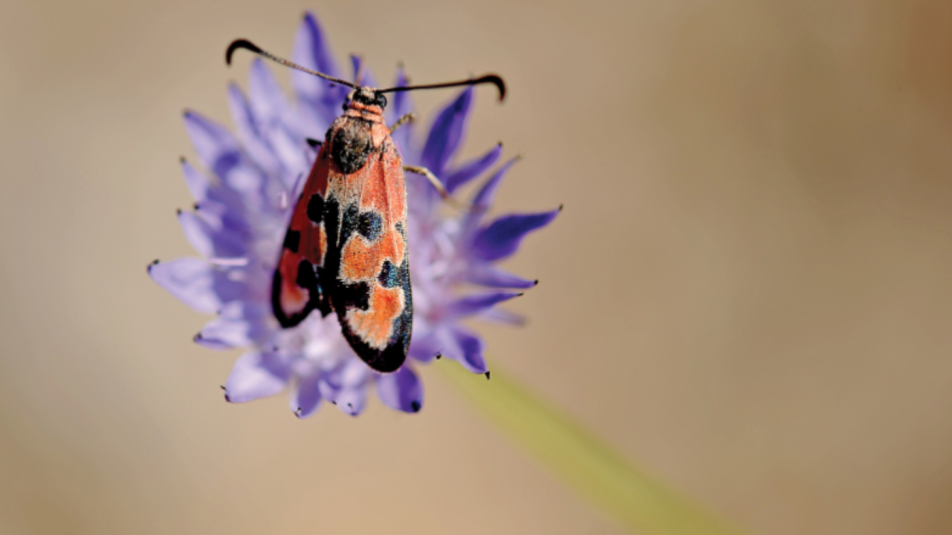 vörös csüngőlepkenagy